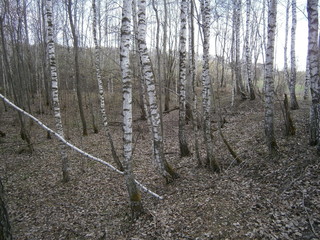 Obraz premium весенний лес