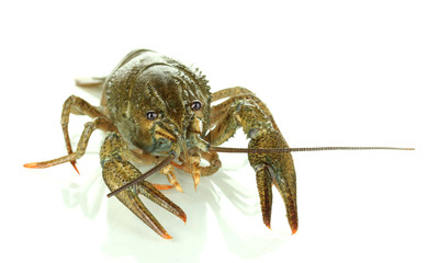 green crawfish isolated on white close-up