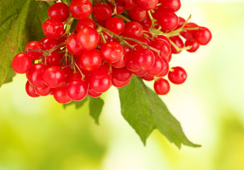 branch of ripe viburnum on bright green background close-up
