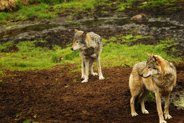 Fototapeta premium Eurasian wolf