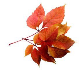 bright autumn leaves, isolated on white