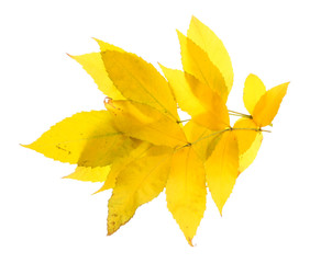Naklejka na ściany i meble bright autumn leaves, isolated on white