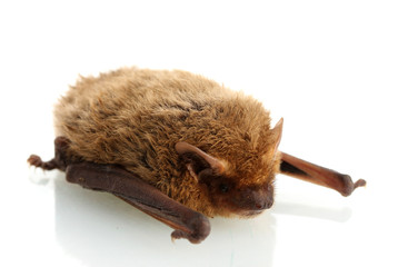 small bat, isolated on white..