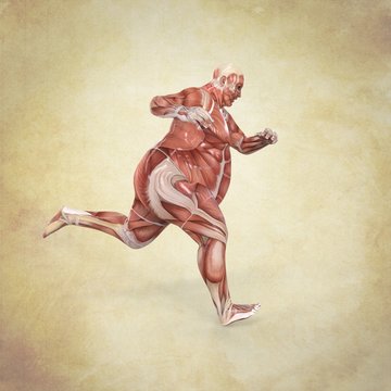 Anatomia Humano Obeso Corriendo