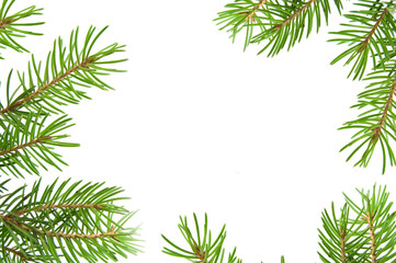 Obraz na płótnie Canvas Pine tree branch isolated on white backgrond
