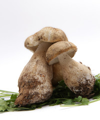 Funghi Porcini - Boletus