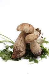 Funghi Porcini - Boletus