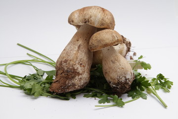 Funghi Porcini - Boletus