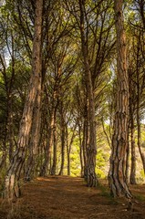 Obraz premium Path in beautiful forest