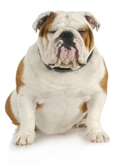 english bulldog