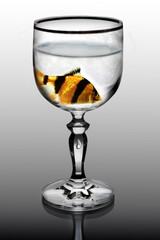 Closeup wine glass with golden fish