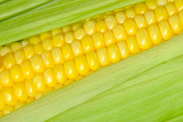 corn closeup