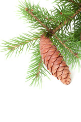 Spruce branch with cone on a white background