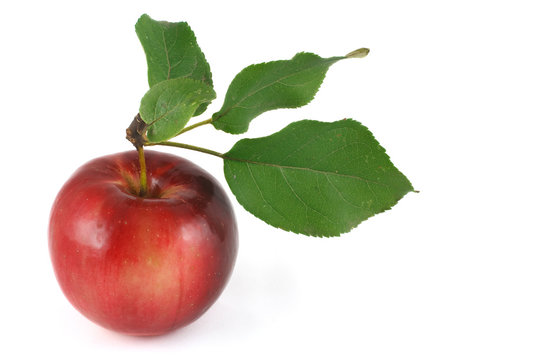 rosy red apple with green leaves