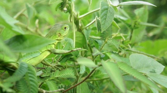 Lizard sitting in tree branches
