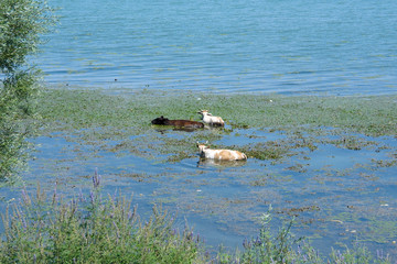 Three Cows Taking A Bath