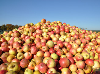 Äpfel