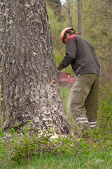 Felling the tree