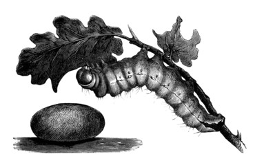 Silkworm - Ver à Soie - Seidenraupe