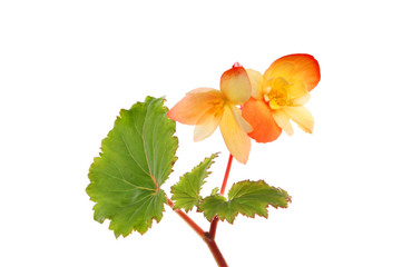 Begonia