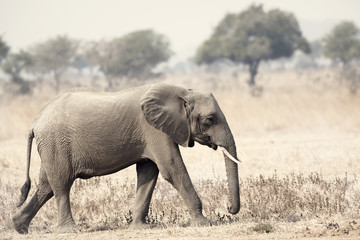 Fototapeta na wymiar Dziki słoń
