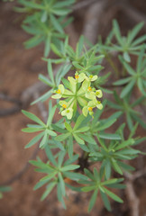flowering Euphorbia