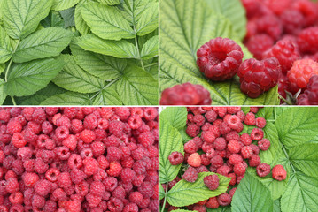 Raspberries with leaves for design.