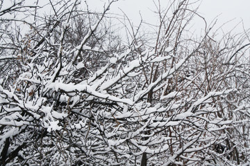 Winter scene of trees covered snow.