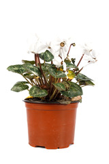 White Cyclamen