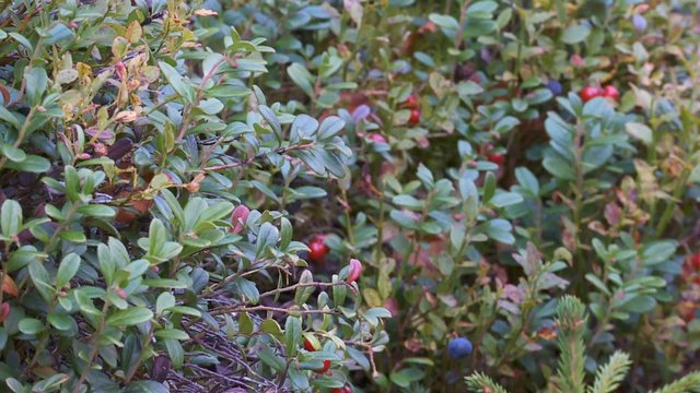 Blau- und Preiselbeeren