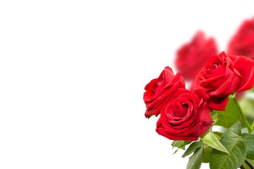 Fototapeta premium Red roses on a white background
