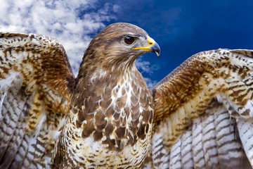 Common Buzzard. Buteo buteo