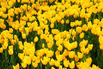 beau champ de tulipes jaunes au printemps
