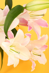 Obraz premium beautiful lily on yellow background