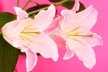 beautiful lily on pink background