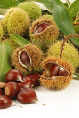 CASTAGNE ( CHESTNUT )