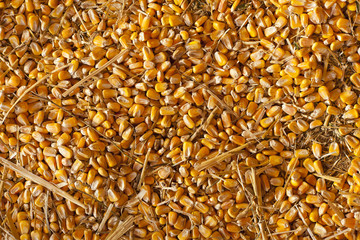 Organic Hay and Corn