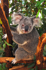 Koala on the tree