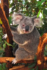 Lichtdoorlatende gordijnen Koala Koala in de boom