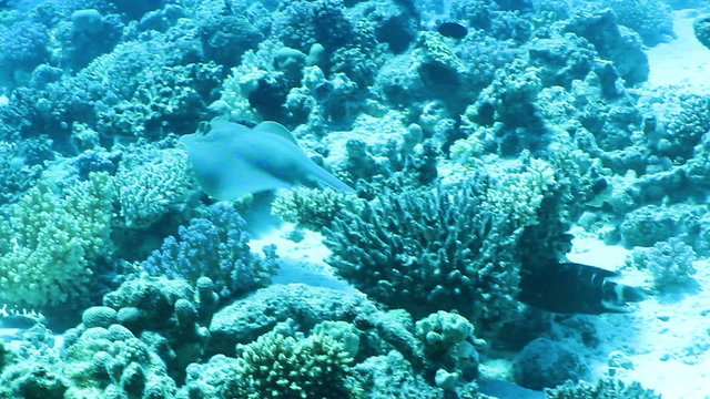 Bluespotted ribbontail ray, swimming, Red Sea, Egypt.