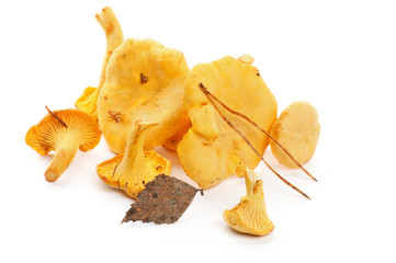 Raw Chanterelles