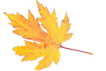 Naklejka na ściany i meble maple autumn leaf isolated on white