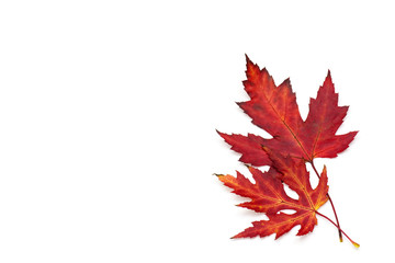 maple autumn leaves isolated on white