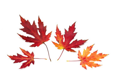 maple autumn leaves isolated on white