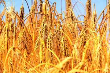 Fototapeta premium Golden barley in summer day.