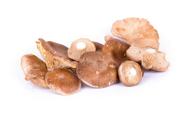 setas de cardo sobre fondo blanco