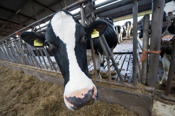 Cow in barn