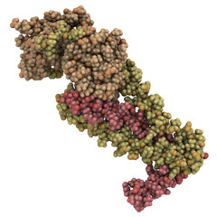 cardiac troponin core domain, chemical structure.