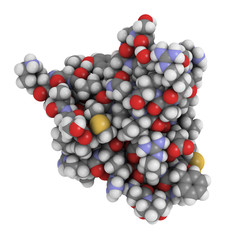 Insulin-like growth factor (IGF-1, somatomedin C) hormone molecu