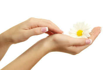 Beautiful woman hands with camomile, isolated on white